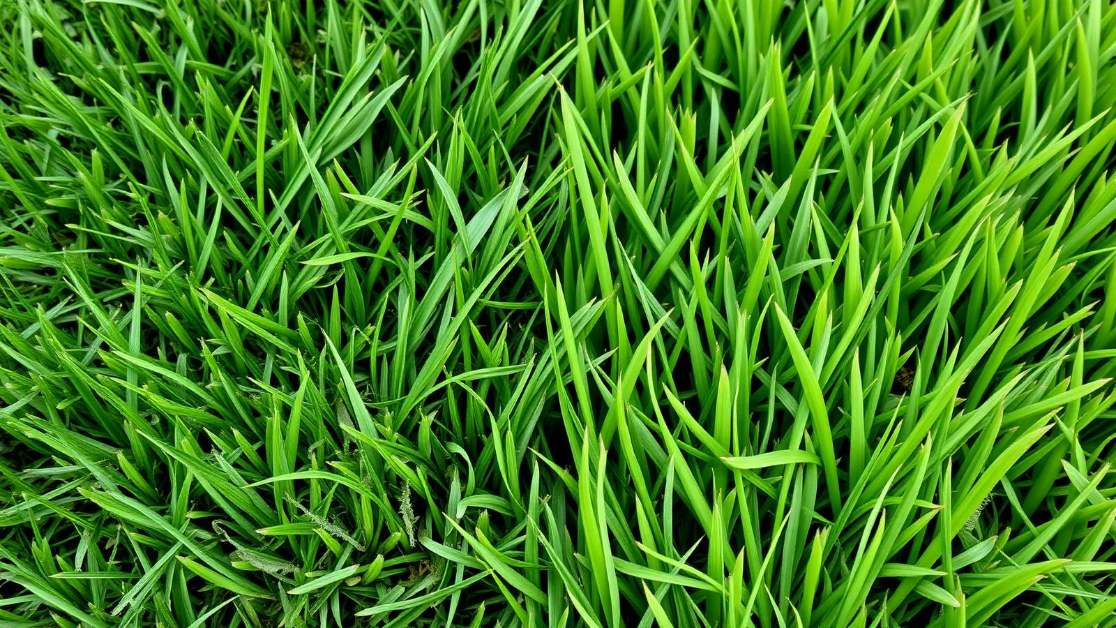 Comparison of fescue and Bermuda lawns in North Carolina